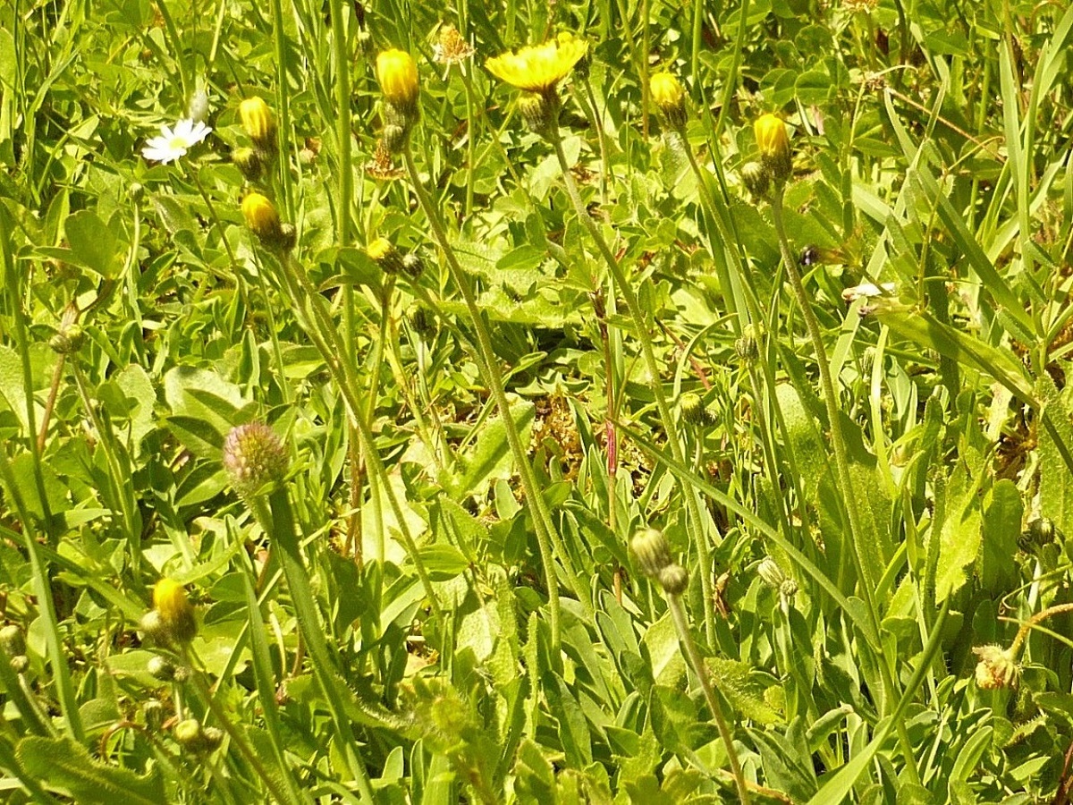 Pilosella lactucella subsp. lactucella (Asteraceae)